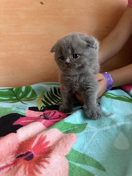Чистокровные британцы