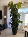 Monstera deliciosa