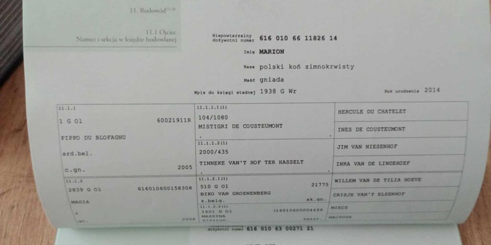 Klacz, źrebica,klaczka zimnokrwista,