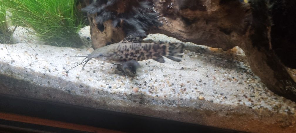 Megalechis thoracata