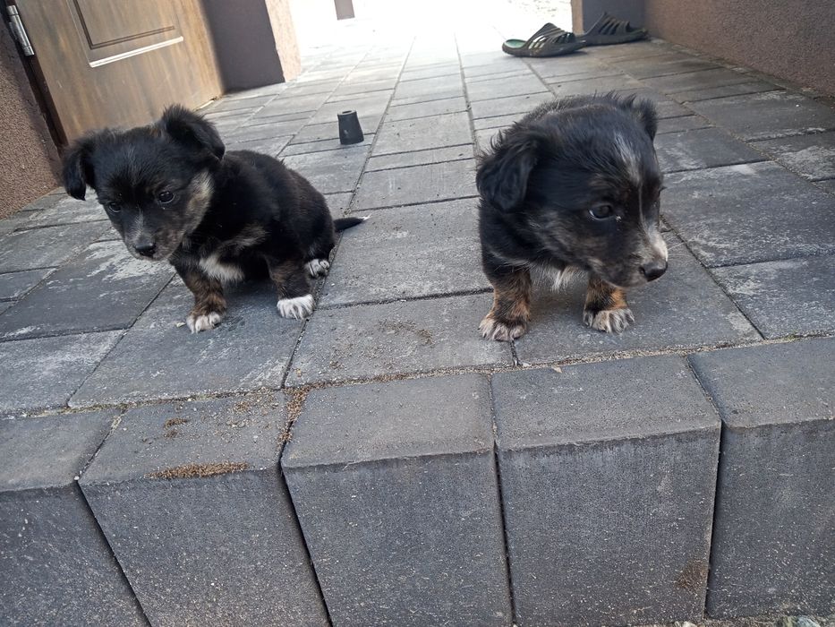 Oddam pieski za darmo