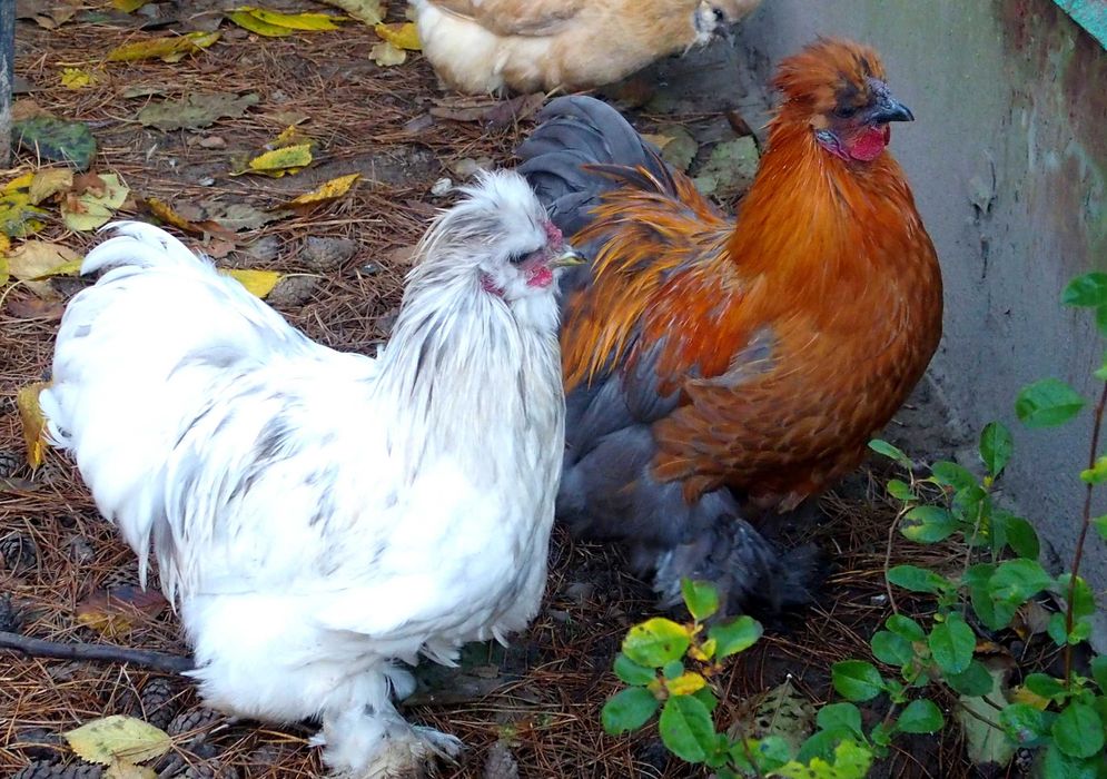 Silki Piękne Koguty