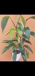 Epipremnum amplissimum variegata