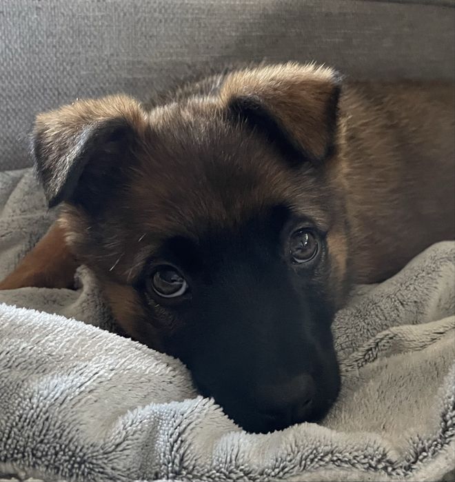 Szczeniaczek, suczka Pola urocza i bardzo mądra