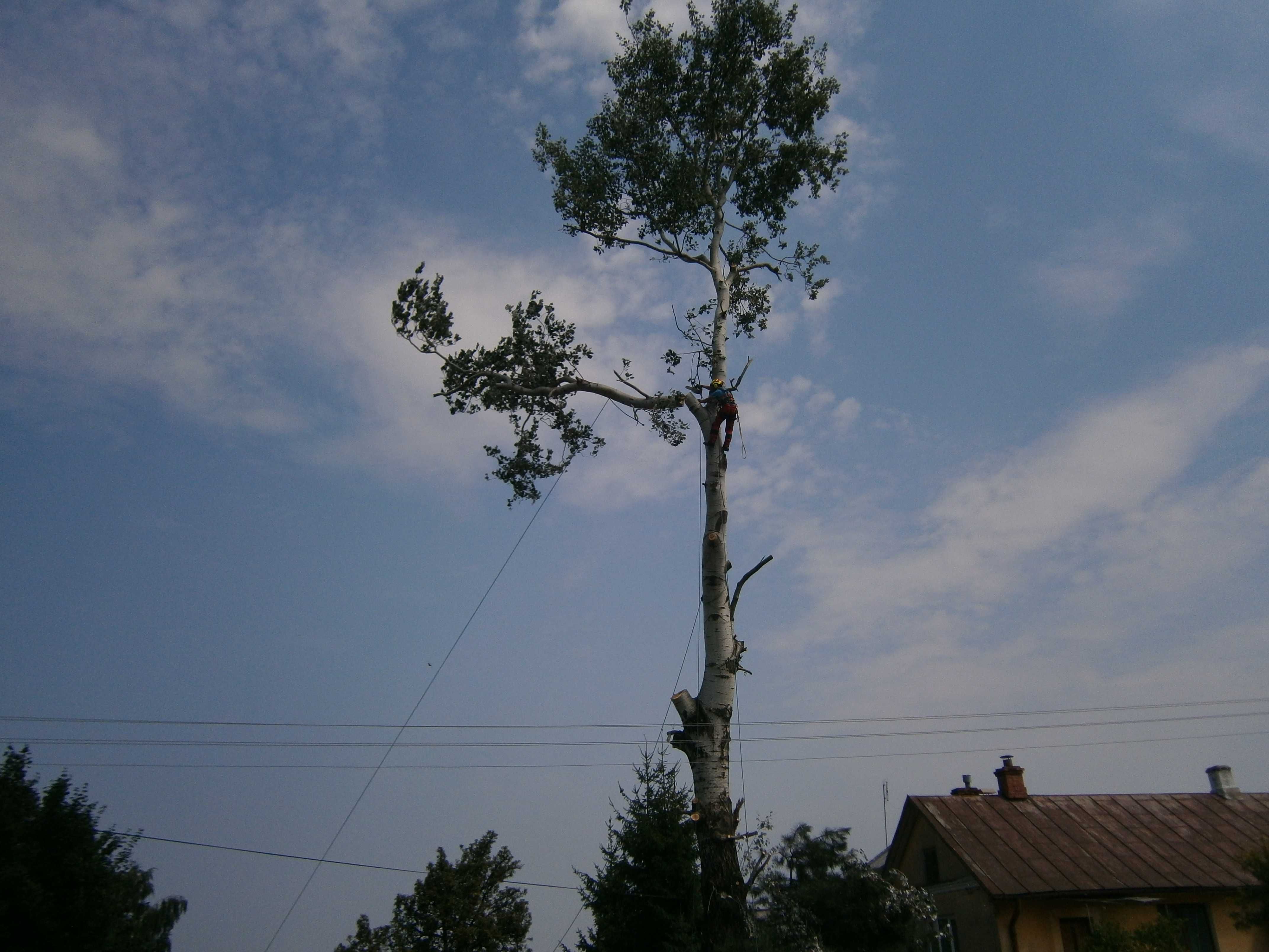 Wycinka drzew oraz pielęgnacja Radom, usuwanie pni, zrębkowanie