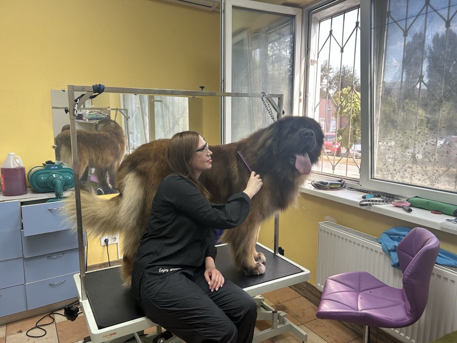 Грумінг собак та котів в салоні «Pluto & Co.» М. Лівобережна