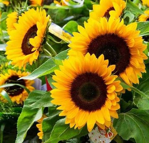 Słonecznik ozdobny kwiatowy -spełnia wymagania ARiMR  190zł brutto 1kg