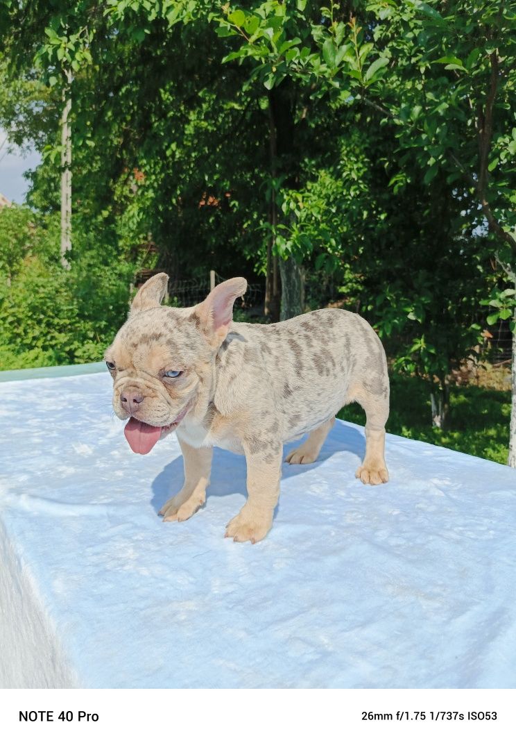 Buldog francuski