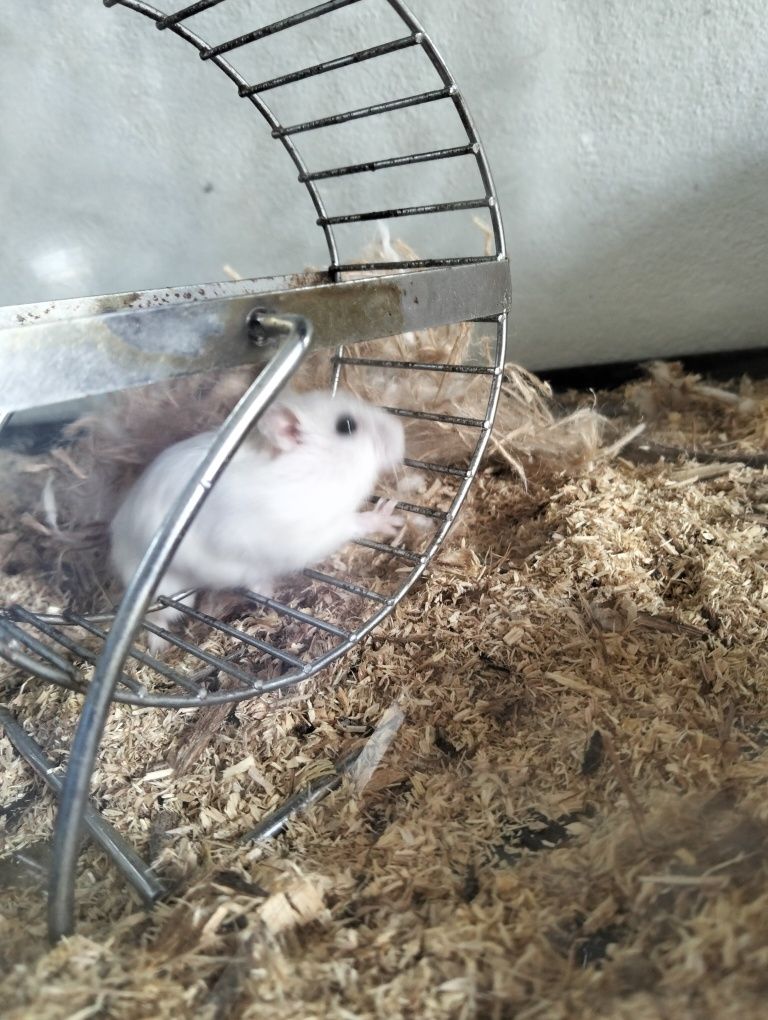 Hamster e gaiolas