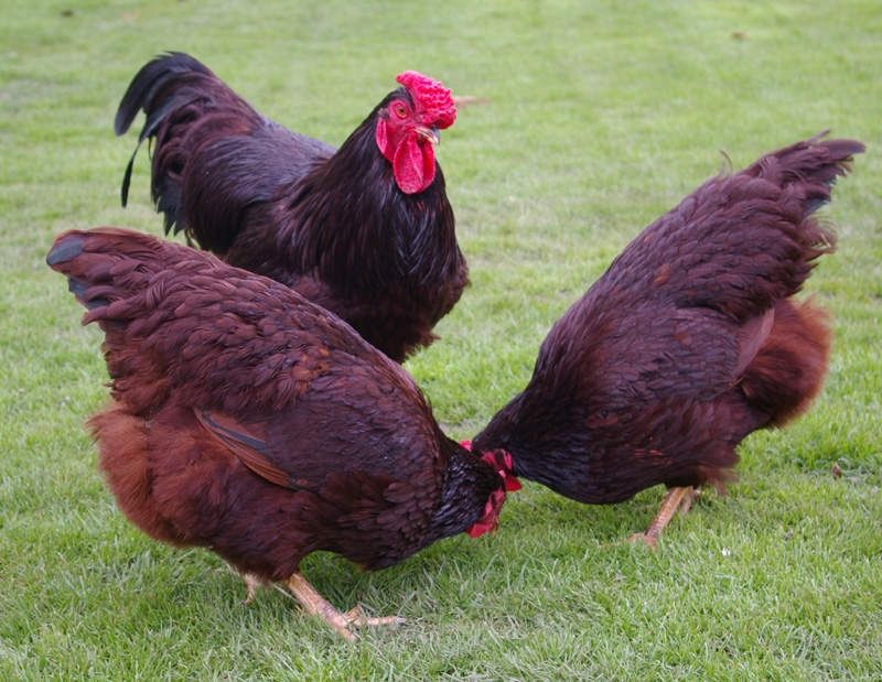 Kury kokoszki zielonozki karmazyn leghorn dominanty Green