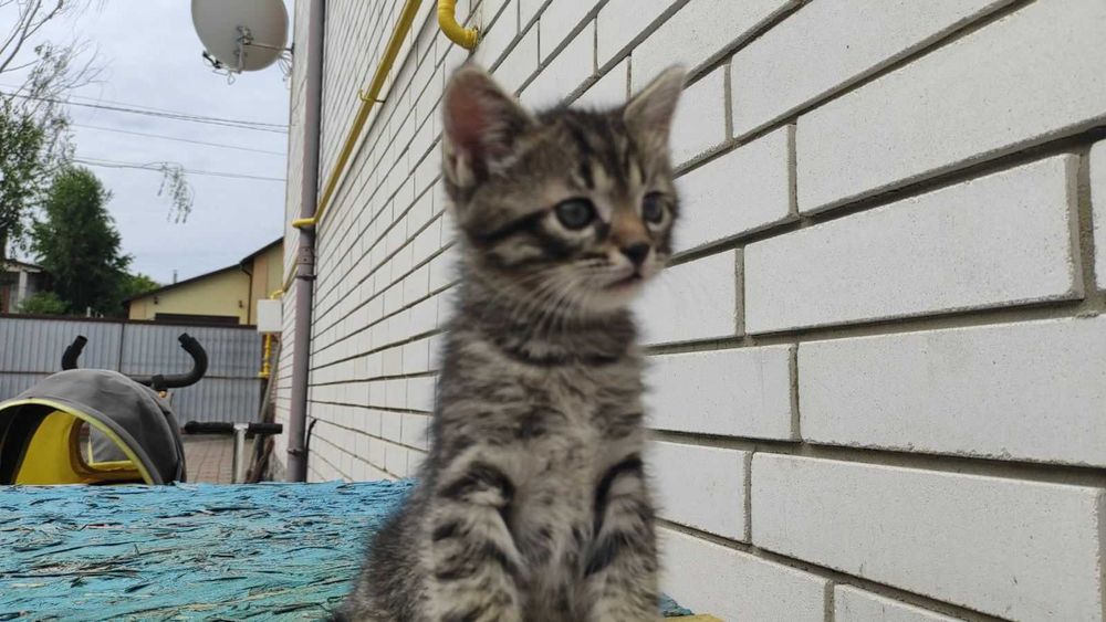 Кошенята в добрі руки