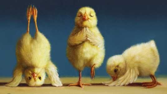 Цыплята, перепелы, корма