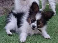 Papillon Spaniel Kontynentalny Miniaturowy