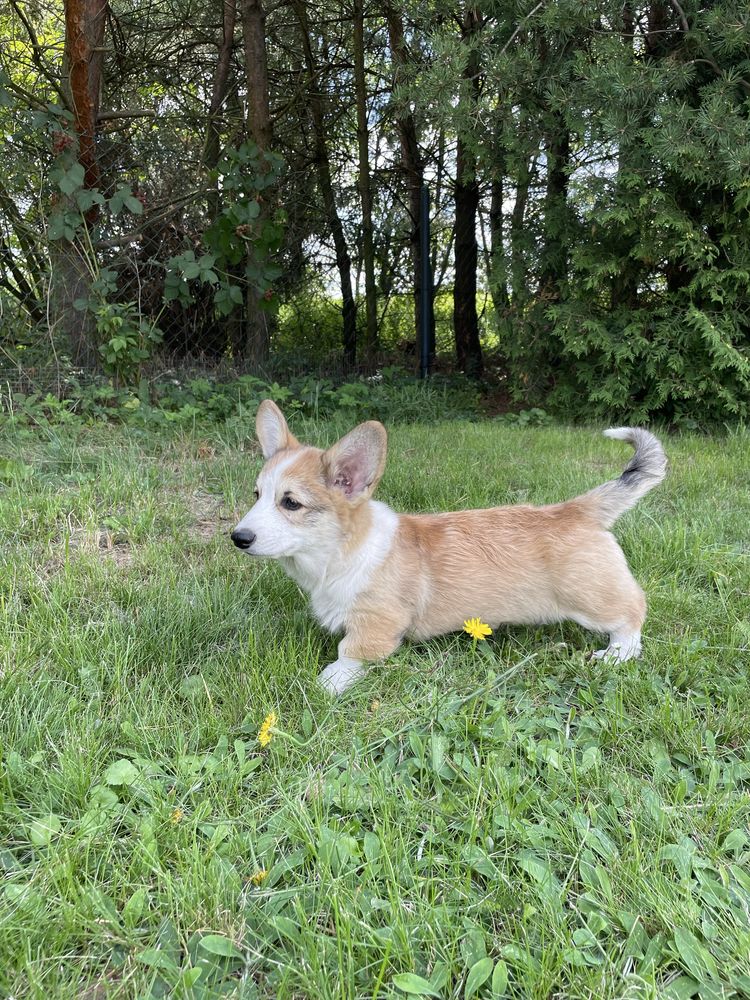 Szczeniak Welsh Corgi Pembroke
