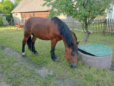 Klacz zimnokrwista z źrebakiem