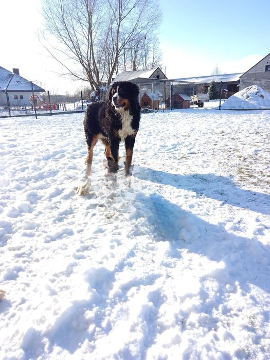 Bernanski pies pasterski