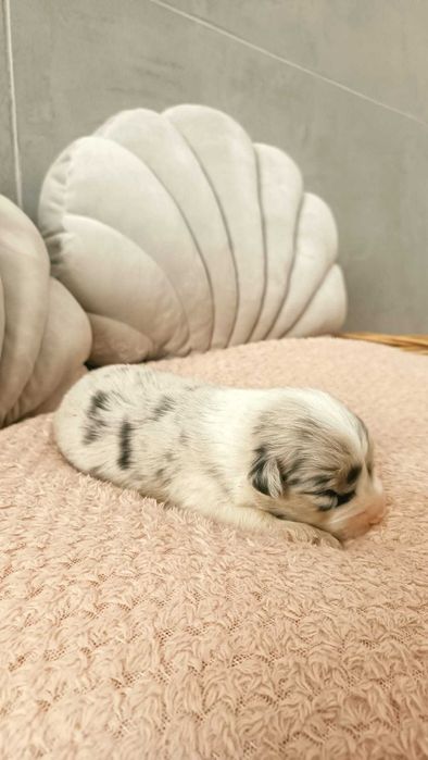 Owczarek Australijski - PIĘKNA SUNIA – Blue Merle- długi ogonek.