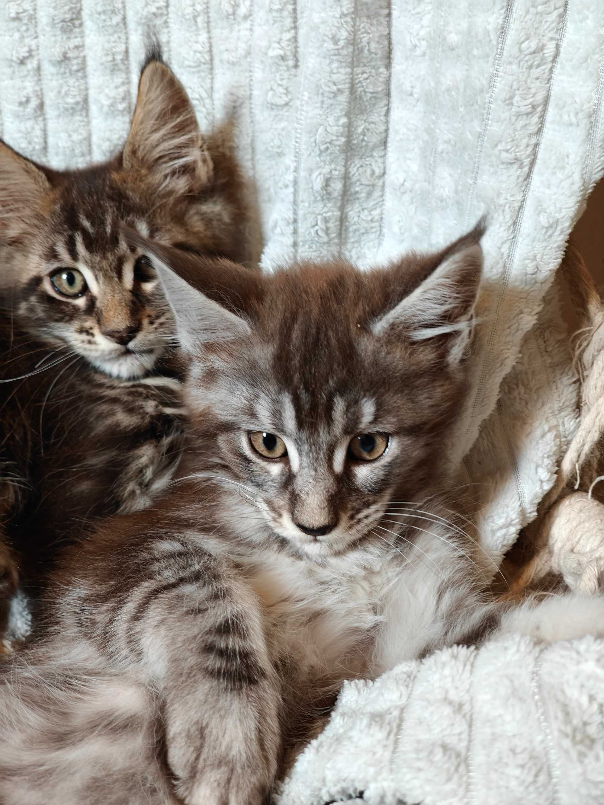 Kocięta Maine coon niebieskie srebrne czarne dymne fpl ccf
