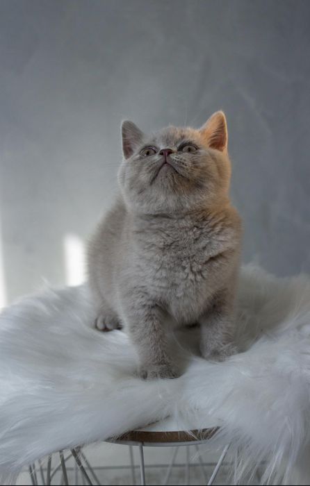 Шотландська дівчинка.