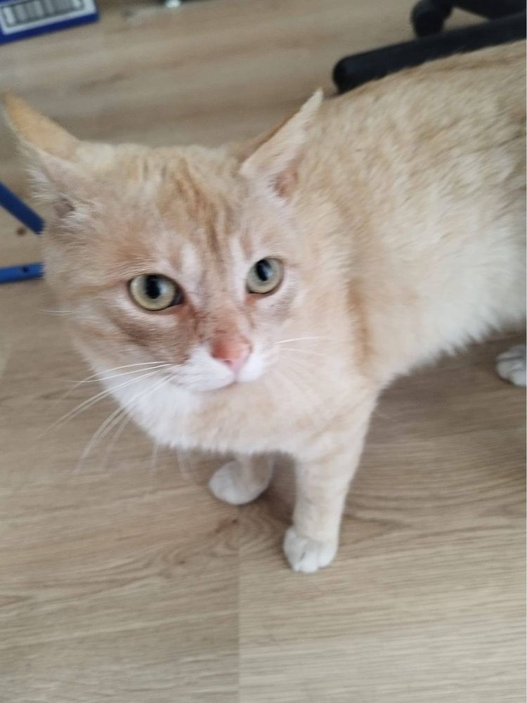 Kotek Karmelek do adopcji