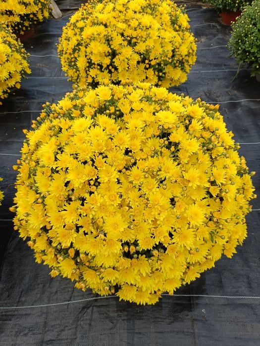 Chryzantemy drobnokwiatowe