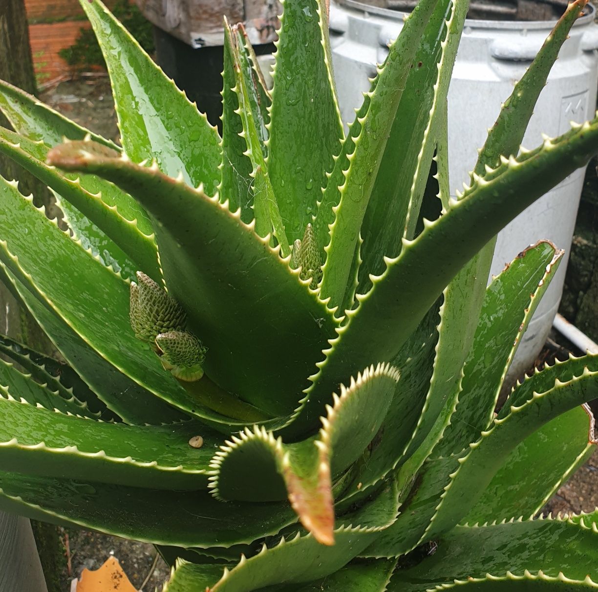 Cacto Aloe Vera envasado