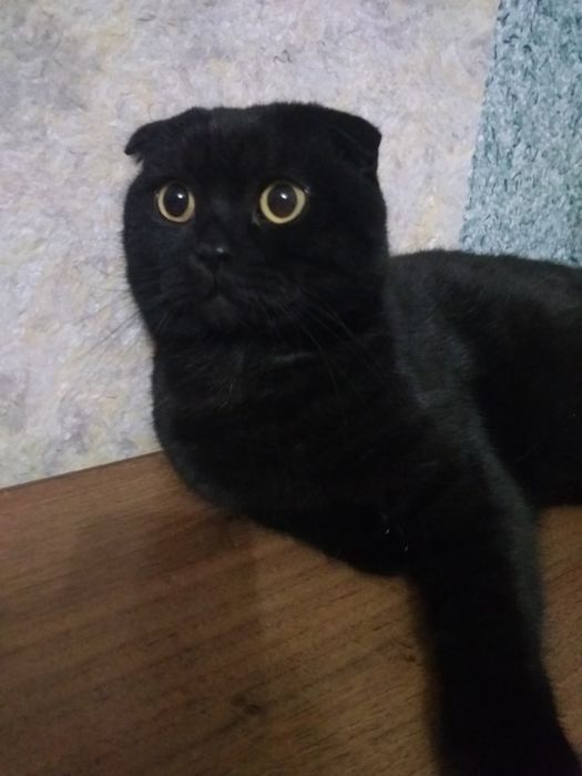 В'язка димчатий чорний