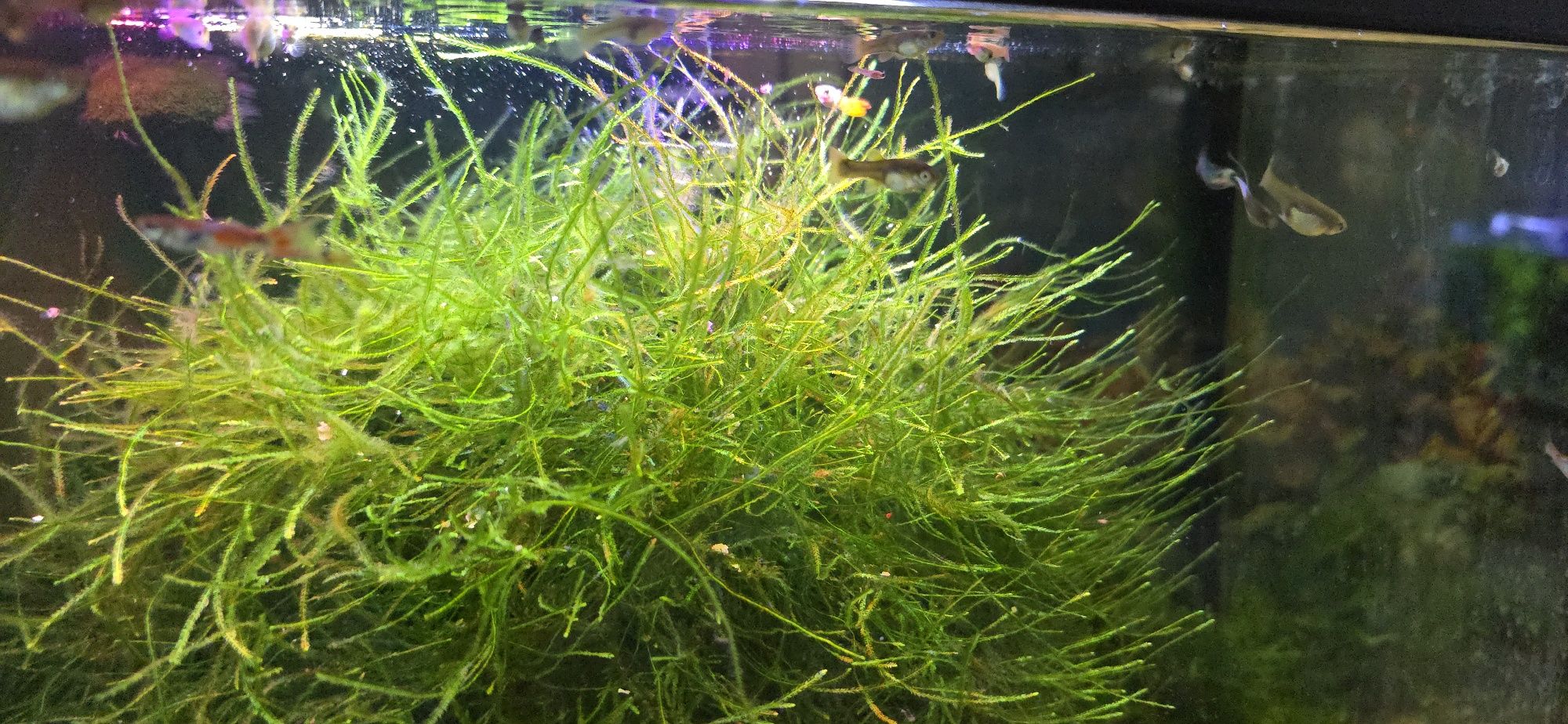 Cedo peixes caseiros