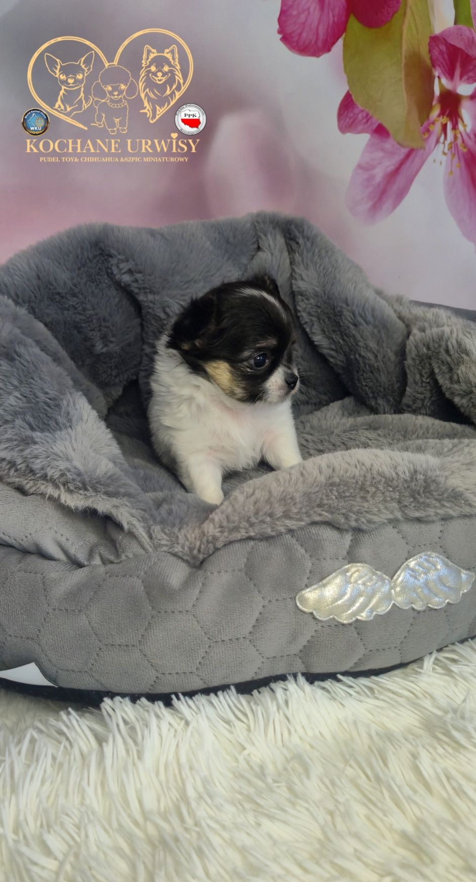 Cudowny chłopczyk chihuahua długowłosy