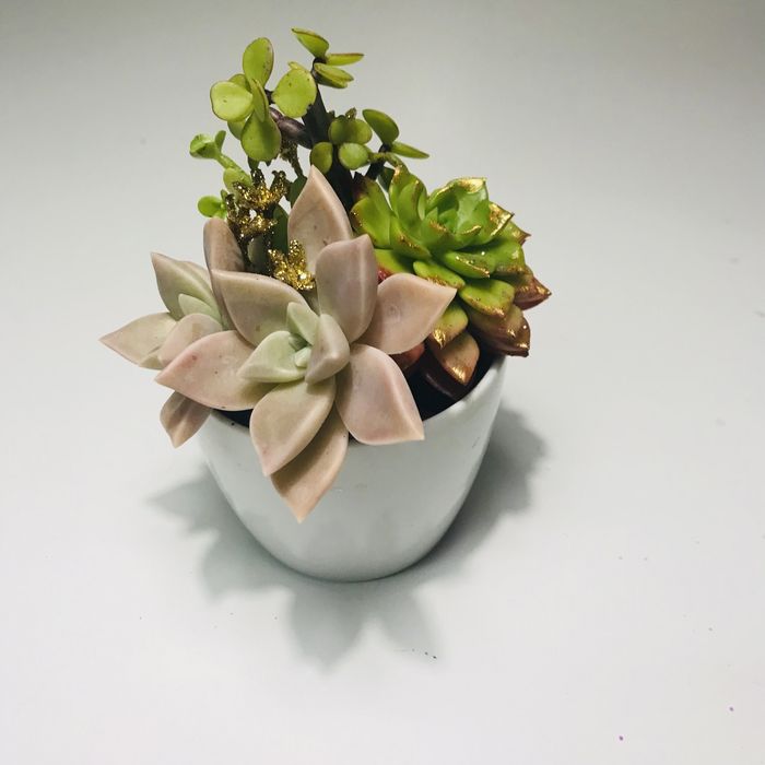 Suculentas em vaso para natal