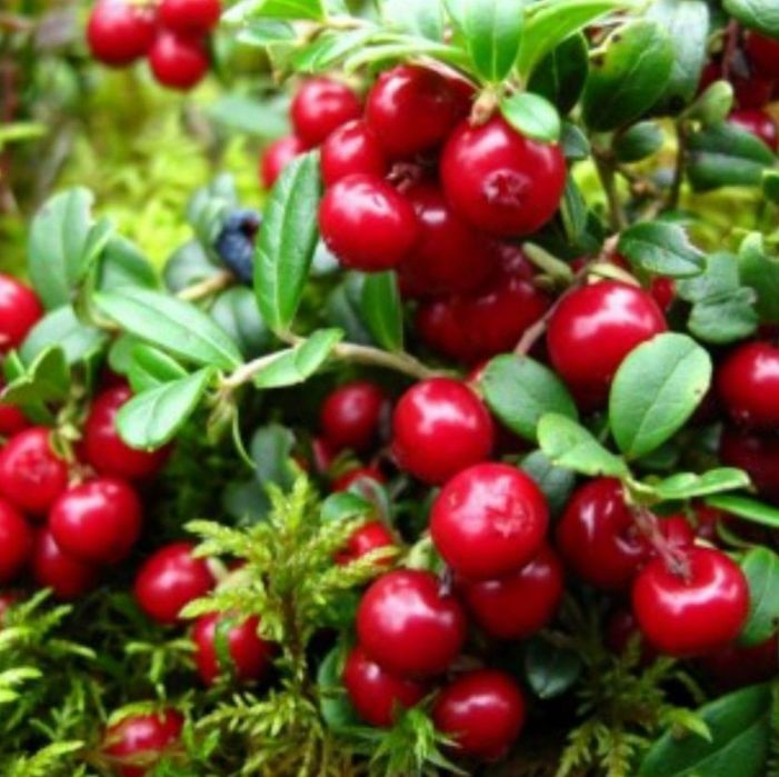 Суниця, брусниця, ожина, чорниця. У сиропі