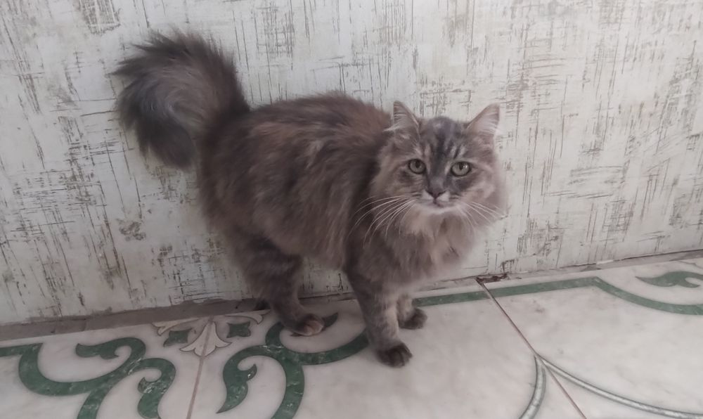 Віддам кішку в добрі руки