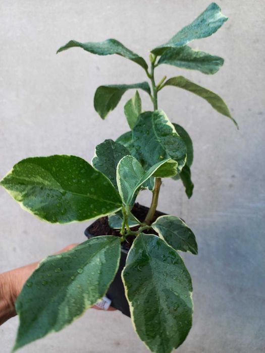 Цитруси кімнатні рослини