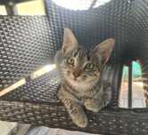 Gatinhas queridas para adopção