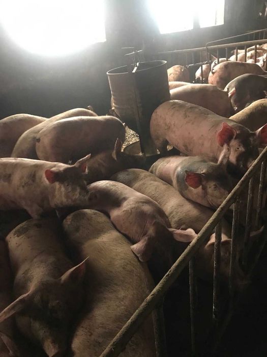 Продам свині живою вагою