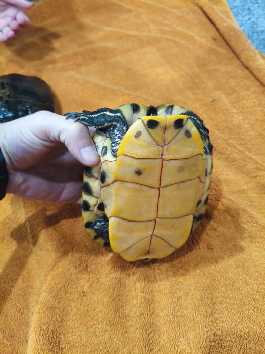 Żółwie wodno lądowe