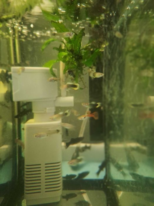 Gupik samce i samice , młode różny rodzaj  wielkości około 2-3 cm