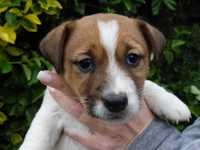 Jack Russell Terrier # MOBY Smartie Jacks # rodzice FCI/ ZKwP