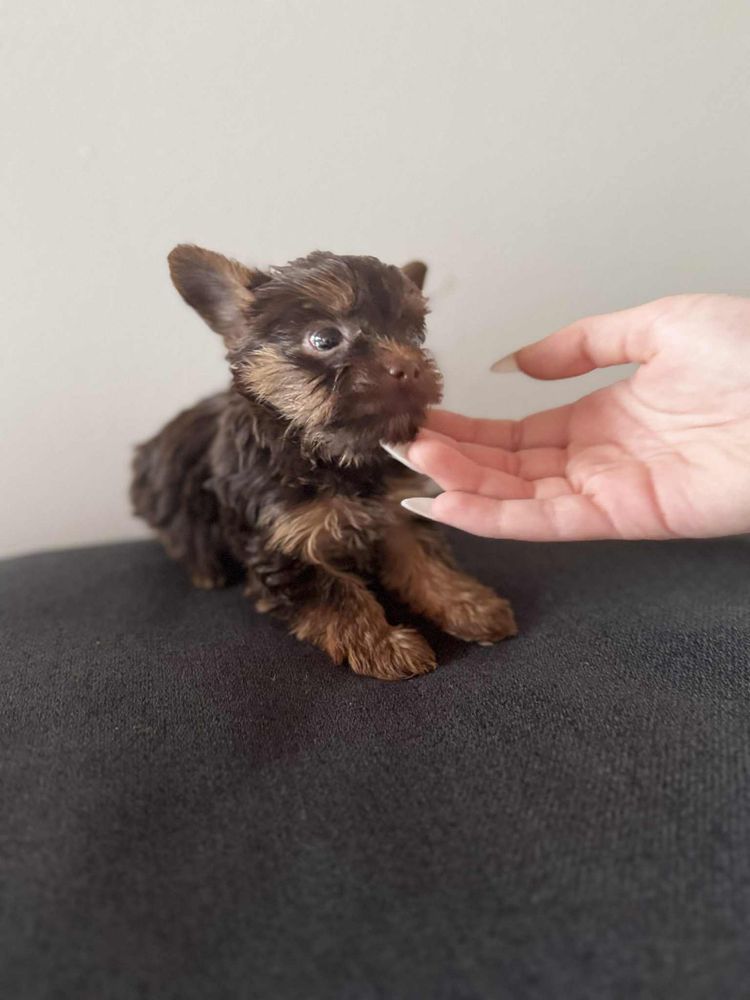 Yorkshire Terrier czekoladowy  piesek