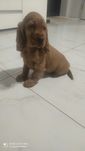 Cocker spaniel angielski