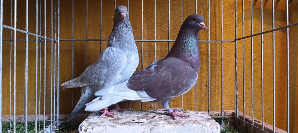 Gołębie Kumru. Kumuru