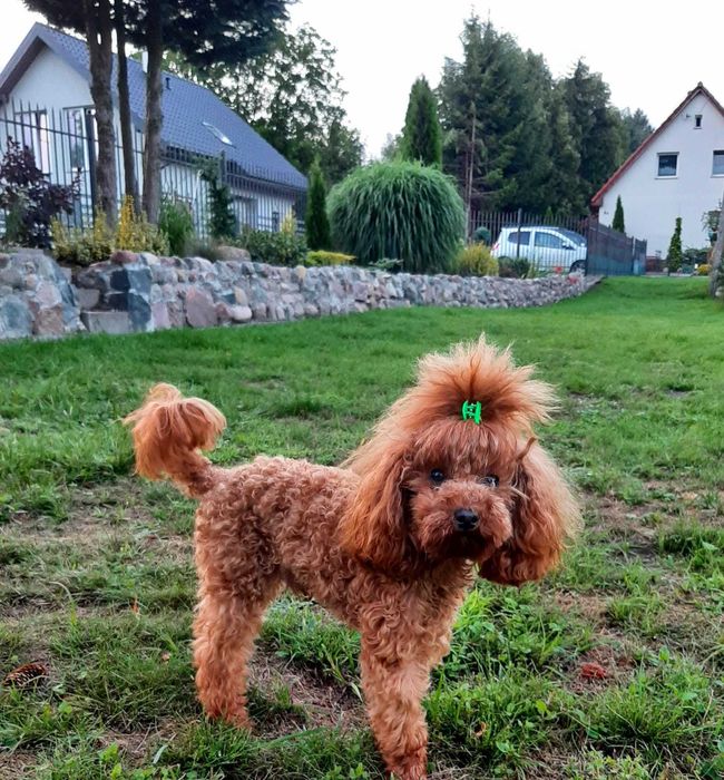 Pudel TOY RED  1,80 kg Reproduktor Elbląg