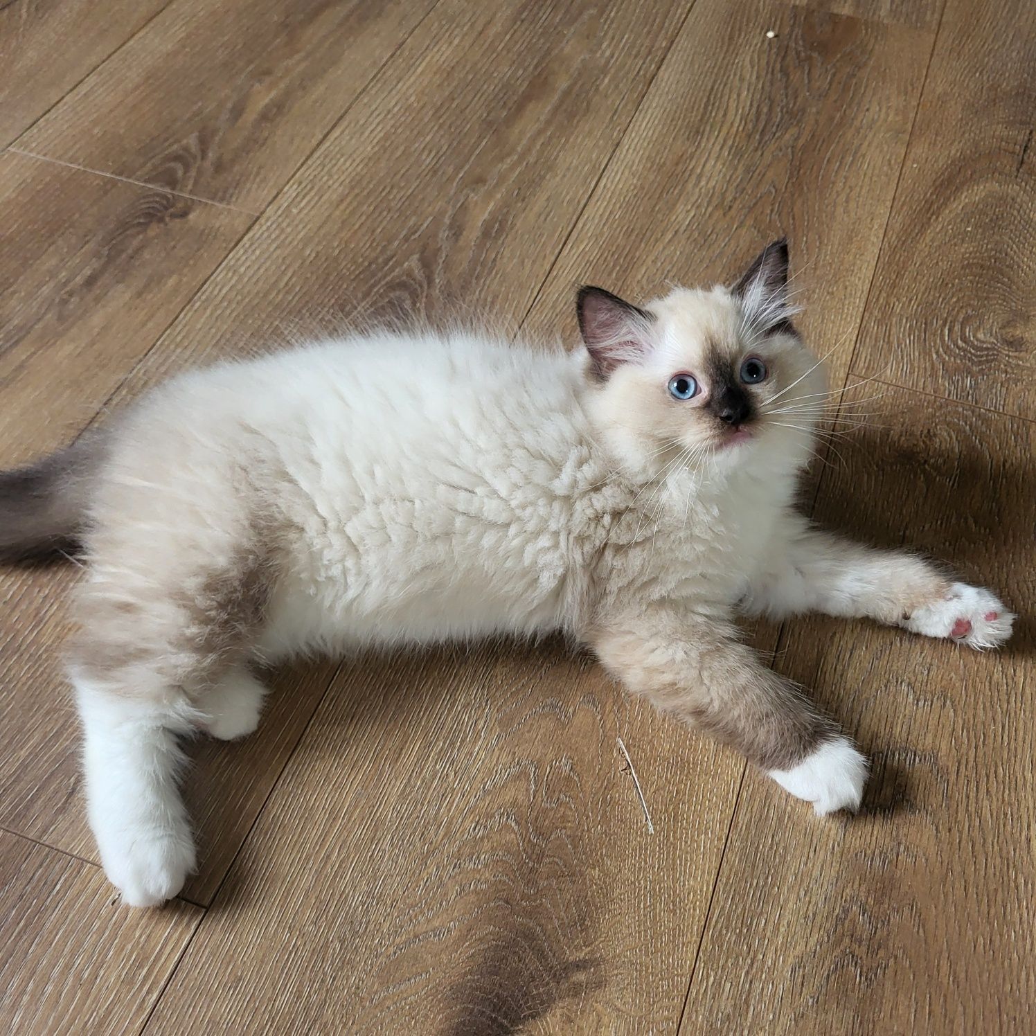 Ragdoll koteczka seal mitted
