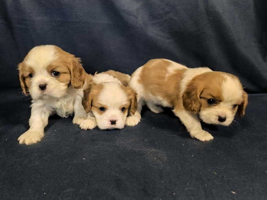 Cavalier king charles spaniel
