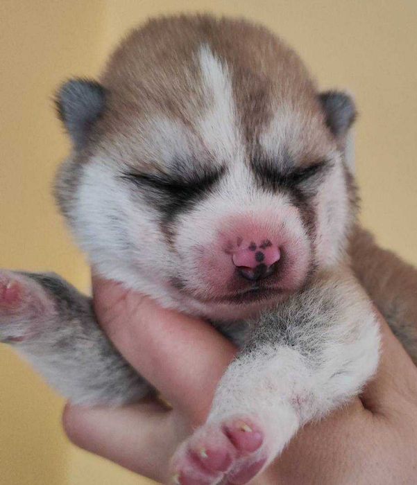 Akita japońska czerwona dziewczynka ZKwP / FCI