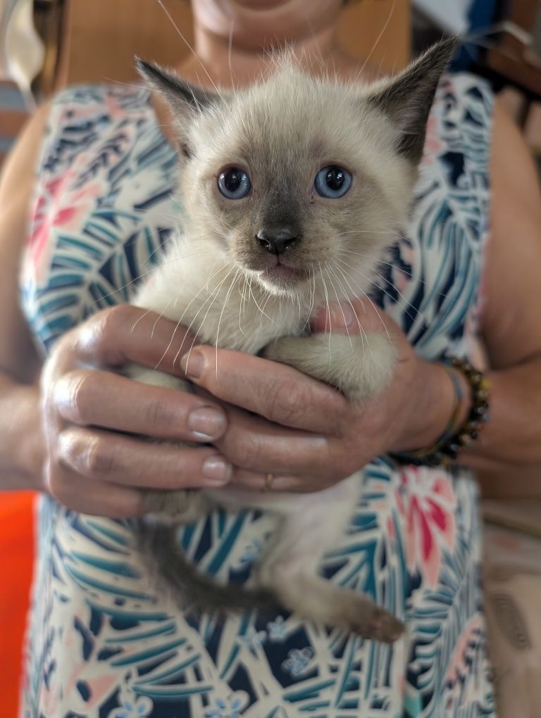 Gatinhos bebés para adoção responsável