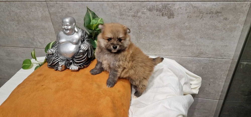 Spitz Alemão anão/Lulu da Pomerânia miniatura Fêmea