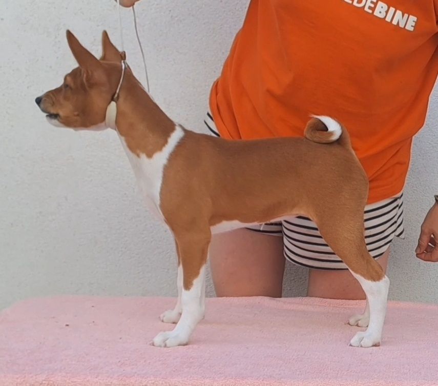 Щенок басенджи . Basenji puppy, FCI-UKU