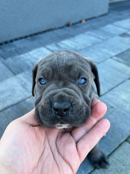 Cane Corso Blue - Zapowiedź miotu.