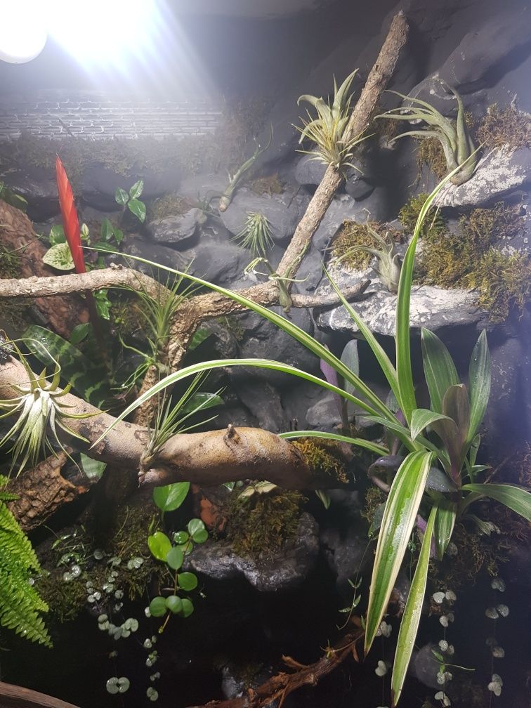 Terrarium tropikalne 70x70x170